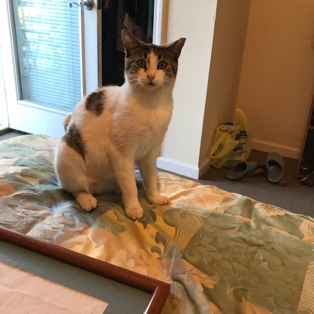 Meet your Posher, Lily